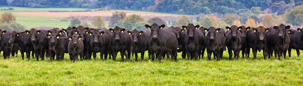 Aberdeen Angus Cattle Society | SellMyLivestock - The Online Livestock ...