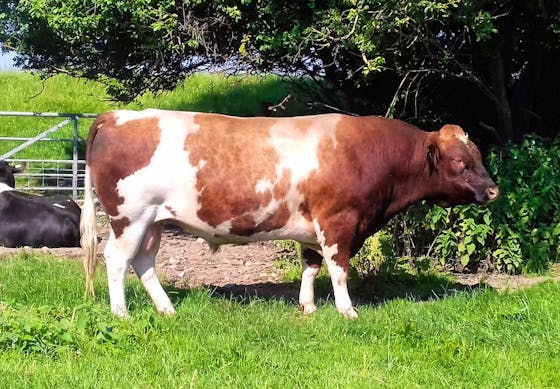 Shetland Cattle For Sale | SellMyLivestock - The Online Livestock