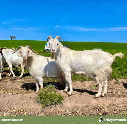 Clearance SALE 20 to 50% OFF! — Cashmere Goat