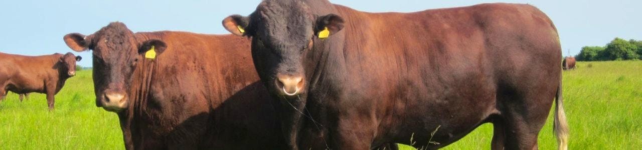 Sussex Cattle Society | SellMyLivestock - The Online Livestock Marketplace