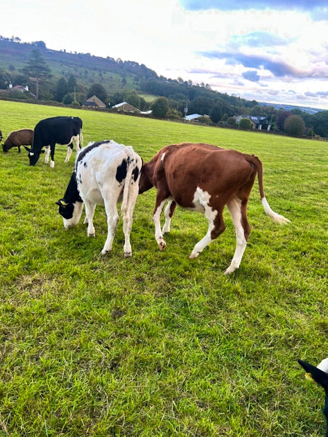 6 Holstein Friesian British Friesian Holstein Store Steers