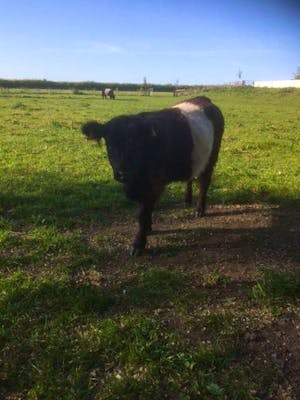 Belted Galloway Cattle For Sale | SellMyLivestock - The Online ...