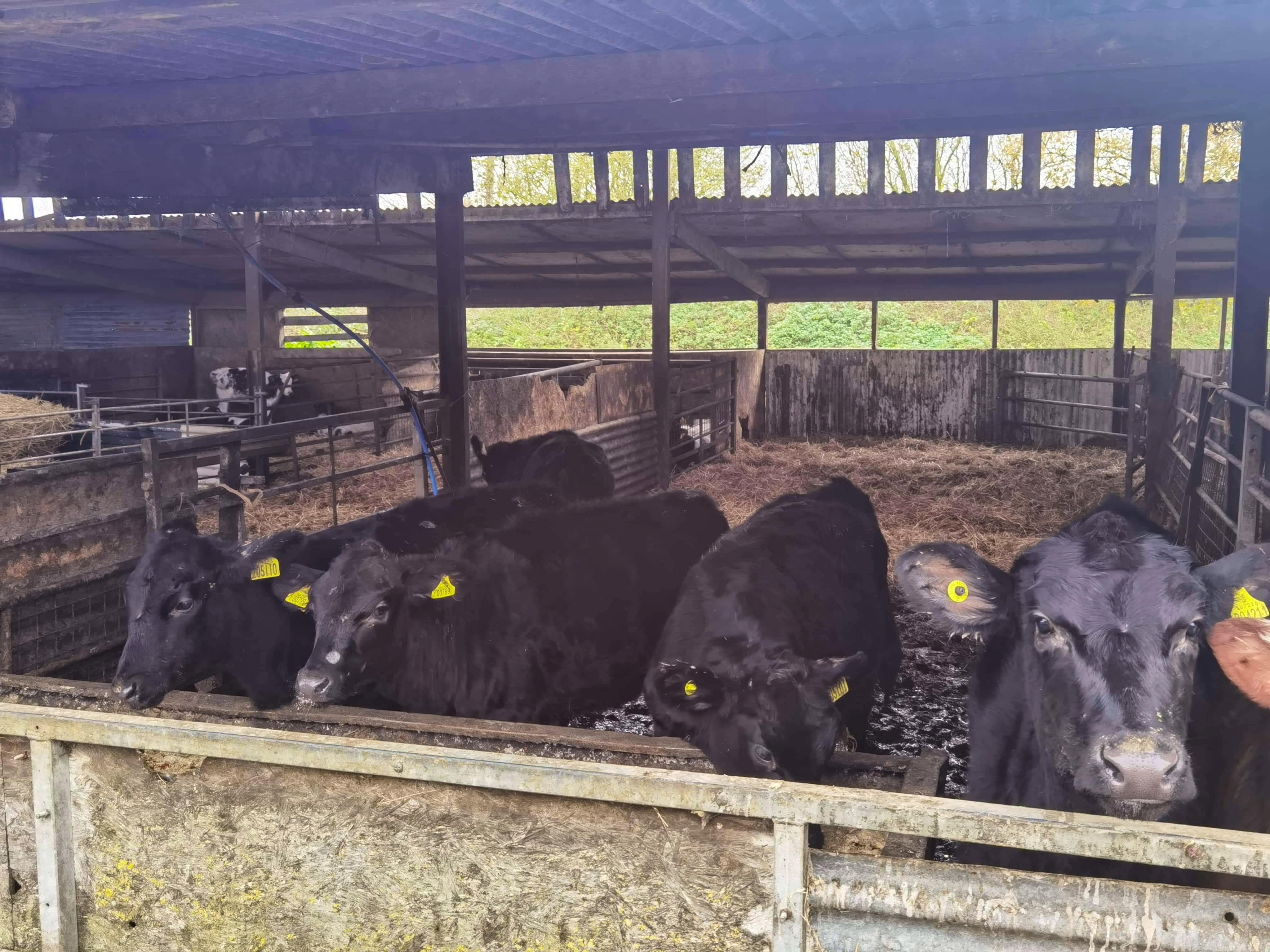 5 Aberdeen Angus Cross Store Steers, Heifers | SellMyLivestock - The