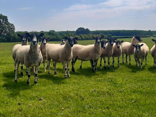 North Of England Mule Sheep For Sale Sellmylivestock The Online