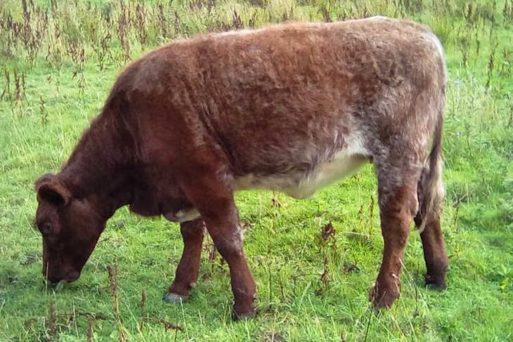 3 Pedigree Beef Shorthorn Breeding Heifers | SellMyLivestock - The ...