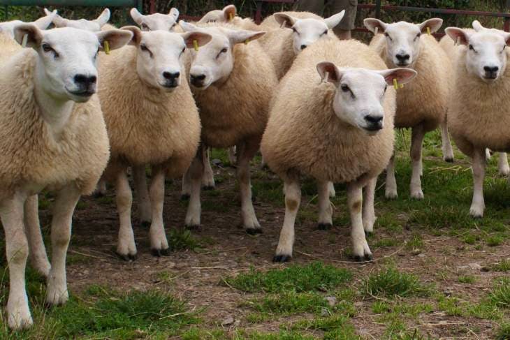 82 New Zealand Texel, Texel Breeding Ewes, Lambs, Shearlings ...