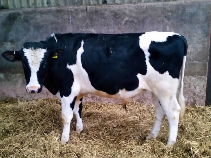 1 Holstein Breeding, Dairy Bull SellMyLivestock The Online