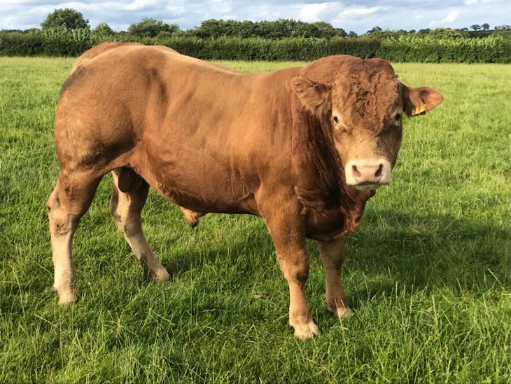 1 Pedigree Limousin Breeding Bull | SellMyLivestock - The Online ...