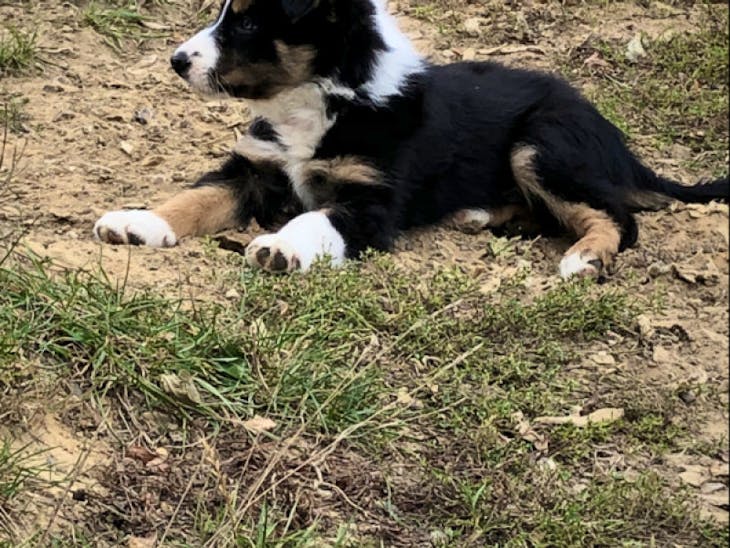 1 Border Collie (Male) SellMyLivestock The Online