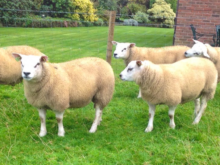5 Pedigree Texel Breeding Rams, Lambs SellMyLivestock The Online Livestock Marketplace