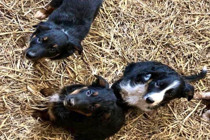 Collie x huntaway store puppies