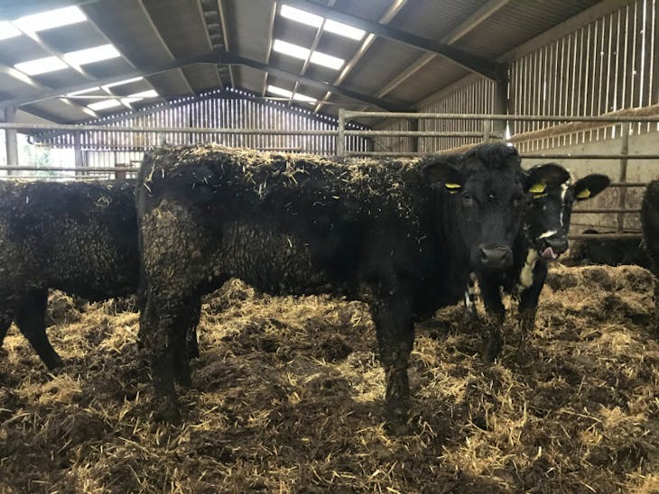 50 Limousin, Belgium Blue, Charolais, Hereford Cross Store Heifers ...