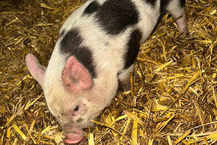 9 Gloucestershire Old Spot Cross Growing Weaners | SellMyLivestock ...