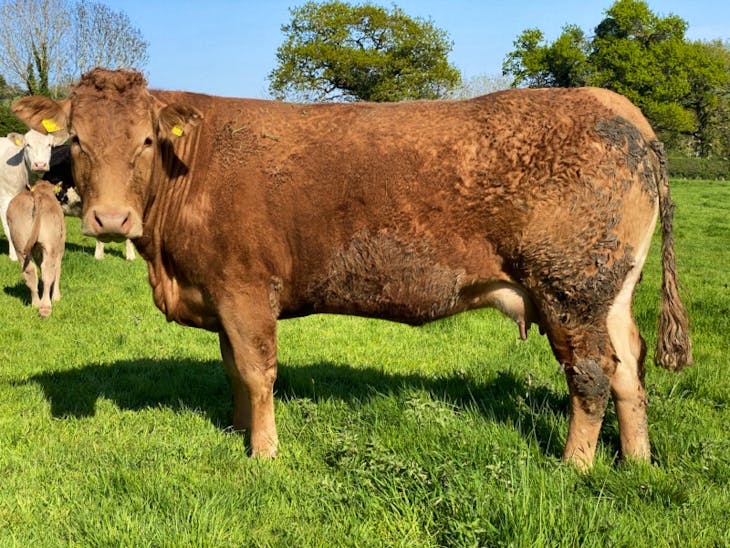 6 Simmental, Hereford, British Blue, South Devon Cross Breeding Cows