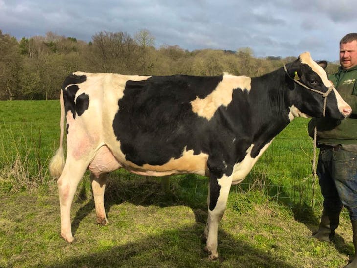 1 Pedigree Holstein Breeding, Dairy Cow SellMyLivestock The Online