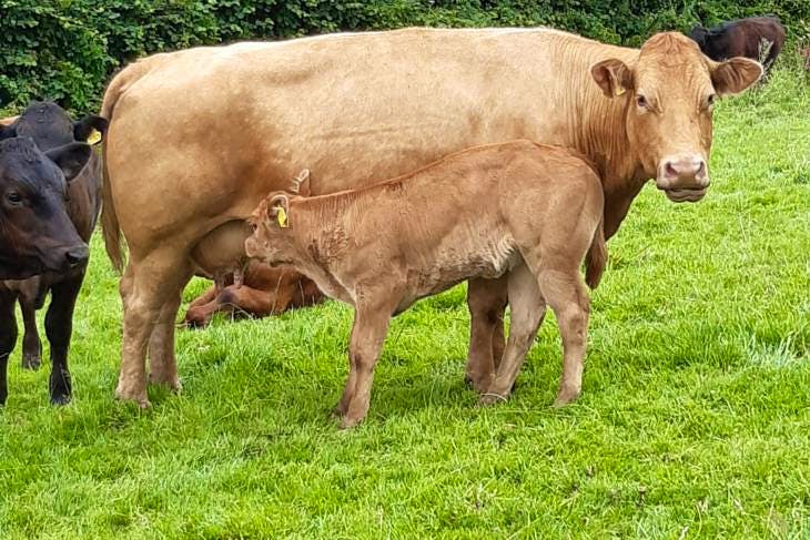 36 Simmental, Limousin, Hereford, British Blue Cross Breeding Cows with ...