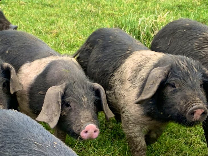 9 Large Black, Saddleback Cross Growing Weaners | SellMyLivestock - The ...