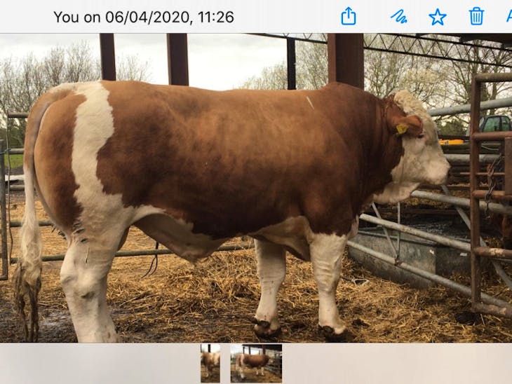 1 Pedigree Simmental Breeding Bull | SellMyLivestock - The Online ...