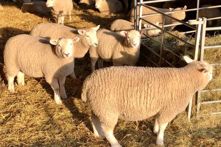 40 Texel, Beltex Cross Store, Breeding Lambs | SellMyLivestock - The ...