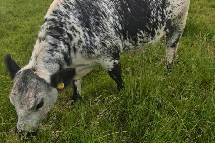 5 Speckle Park Cross Breeding Heifers | SellMyLivestock - The Online ...