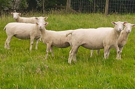 Dorset Horn & Poll Dorset Sheep For Sale | SellMyLivestock - The Online ...