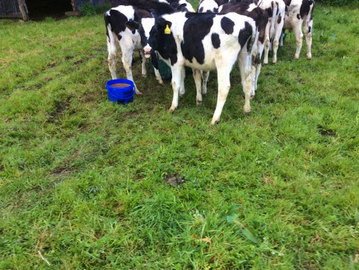 12 Holstein Friesian, Limousin Cross Store Steers, Heifers