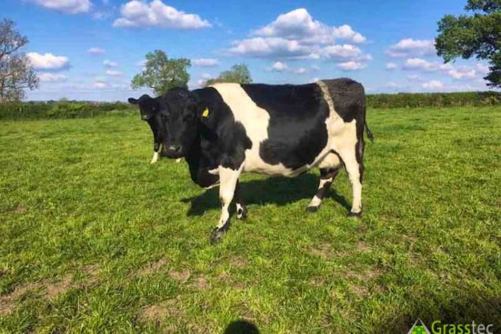 13 Holstein Friesian In Calf Breeding Dairy Females Cows