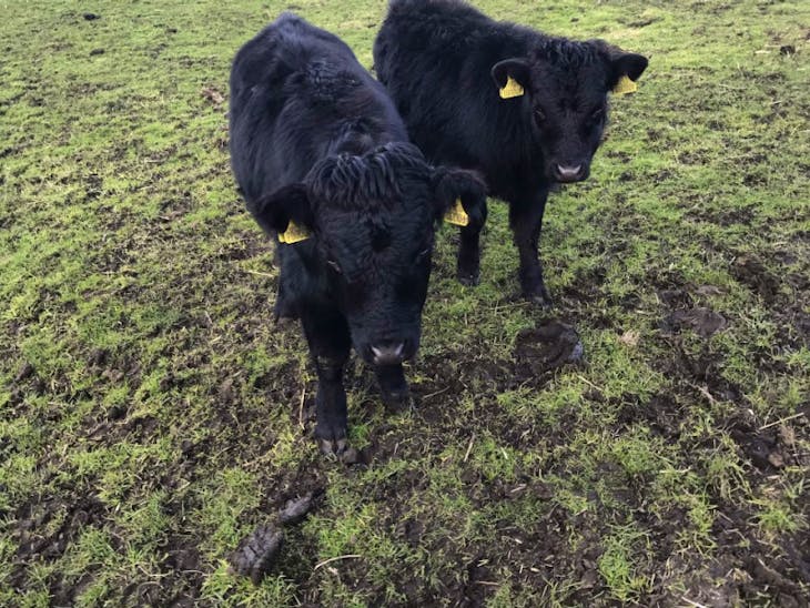 2 Pedigree Dexter Breeding Calves SellMyLivestock The Online