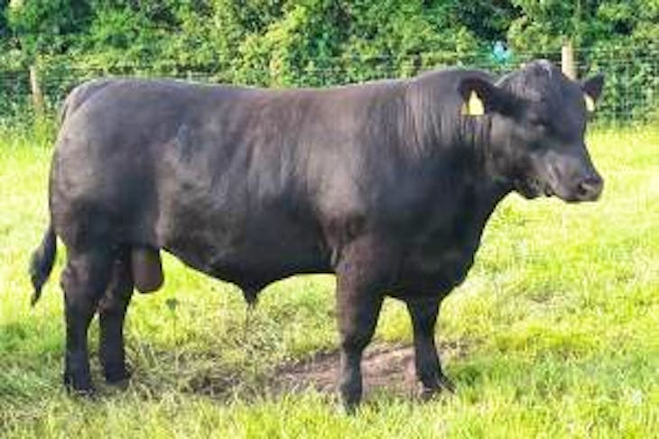 2 Pedigree Aberdeen Angus Breeding Bulls | SellMyLivestock - The Online ...