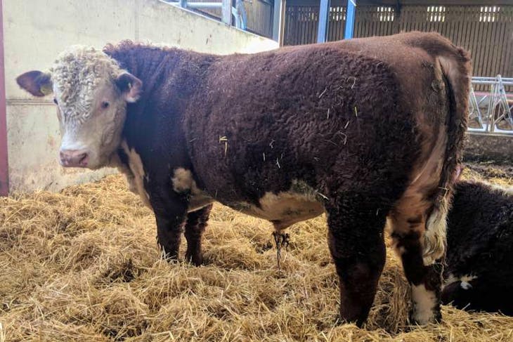 3 Pedigree Hereford Breeding Bulls | SellMyLivestock - The Online ...