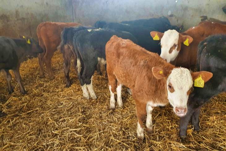 20 Aberdeen Angus, Hereford Cross Calves | SellMyLivestock - The Online ...