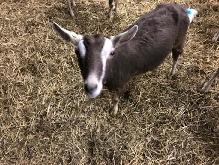 15 British Saanen, British Toggenburg Cross In-Kid Dairy, Breeding Does ...