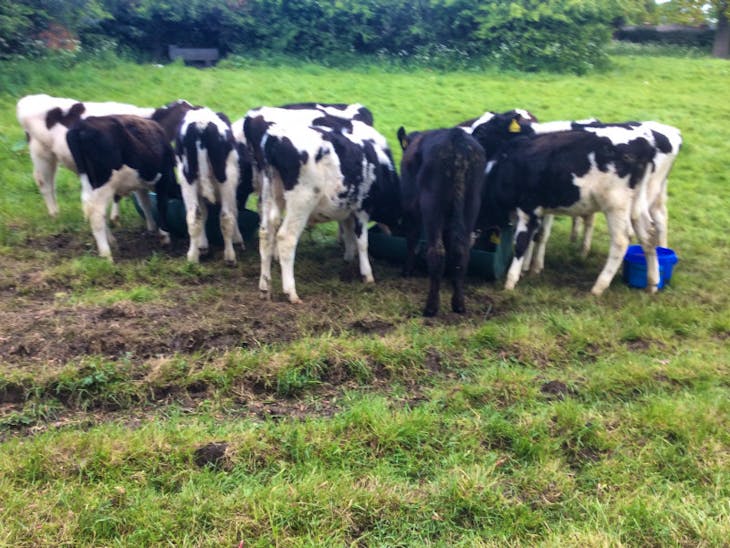 12 Holstein Friesian, Limousin Cross Store Steers, Heifers