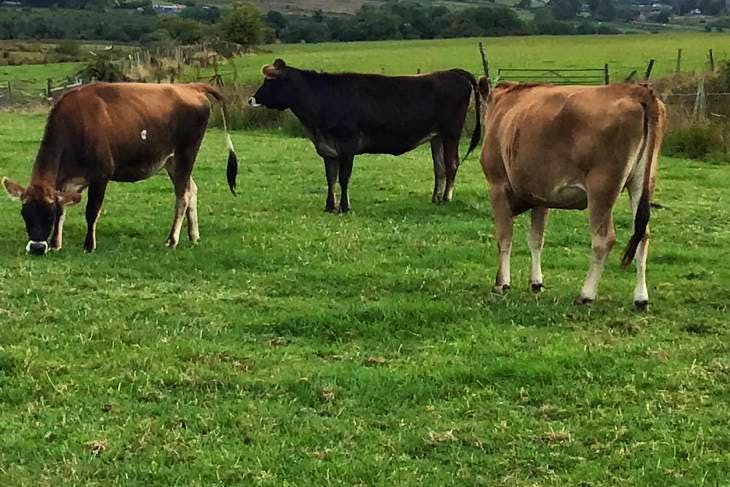 25 Jersey In-Calf Breeding Heifers, Cows | SellMyLivestock - The Online ...