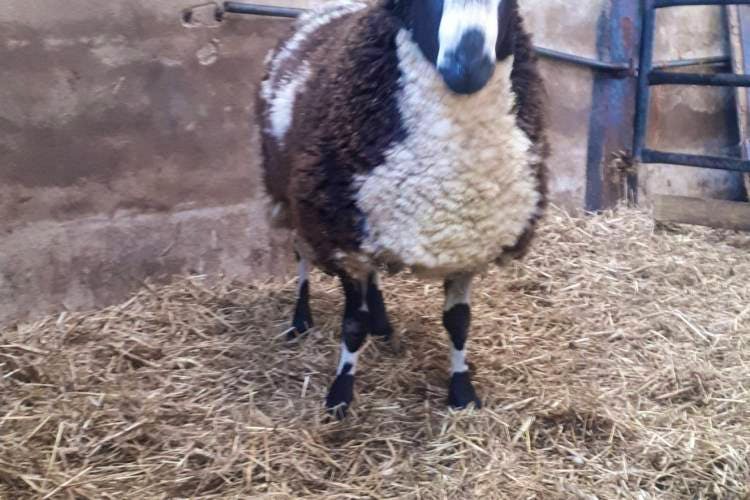 1 Dutch Spotted Breeding Ram | SellMyLivestock - The Online Livestock ...