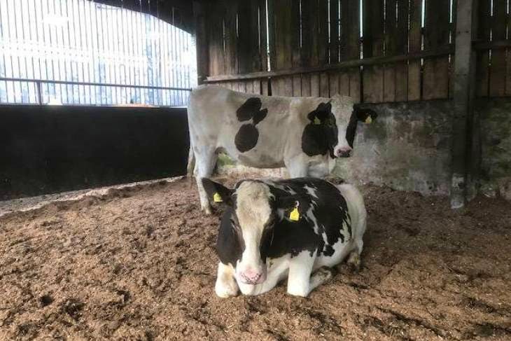 30 Fleckvieh, Holstein Friesian, Normande, Norwegian Red Cross In-Calf ...