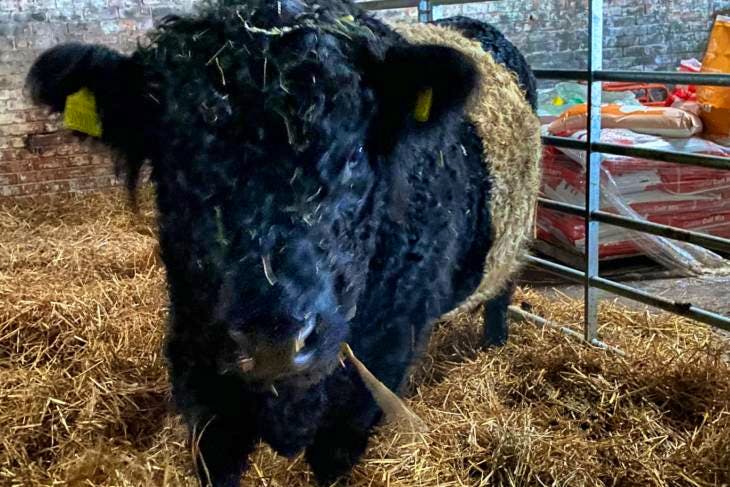 1 Belted Galloway Breeding Bull | SellMyLivestock - The Online ...