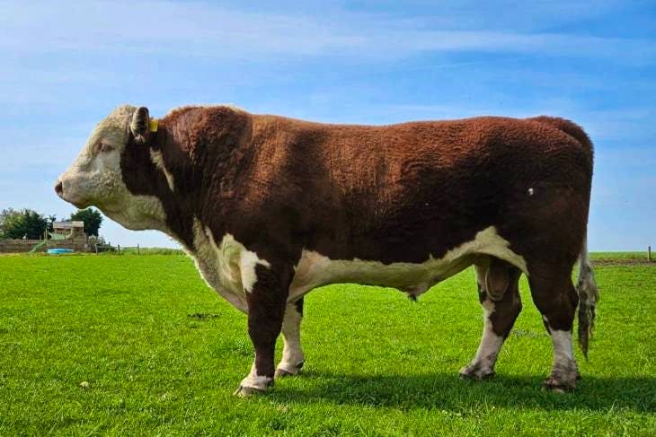1 Pedigree Hereford Breeding Bull | SellMyLivestock - The Online ...