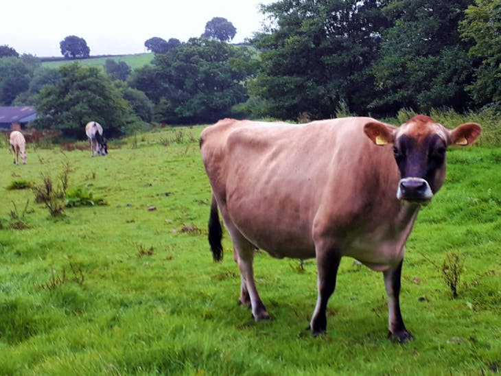 1 Pedigree Jersey Breeding, Dairy Cow with Calf at Foot