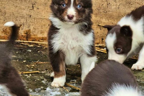 Border Collie Puppies for Sale