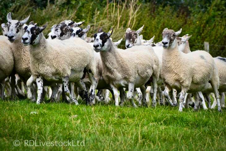 60 Scotch Mule Breeding, Store Ewes 