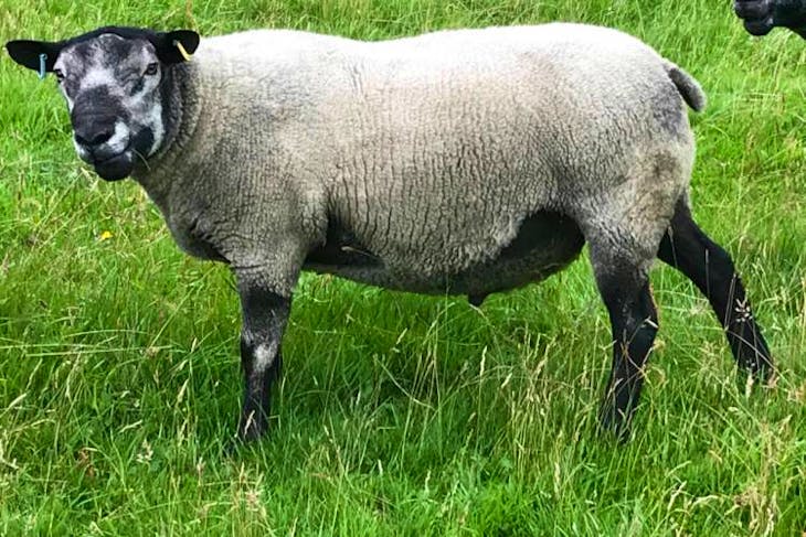 2 Blue Texel Breeding Rams | SellMyLivestock - The Online Livestock ...