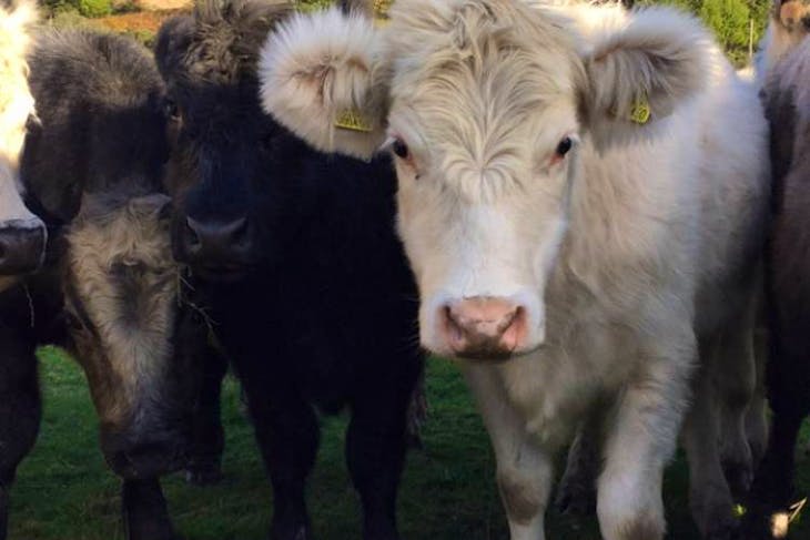 10 Whitebred Shorthorn Cross Breeding, Store Heifers | SellMyLivestock ...