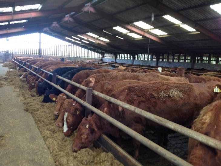 30 Stabiliser Breeding Cows SellMyLivestock The Online Livestock