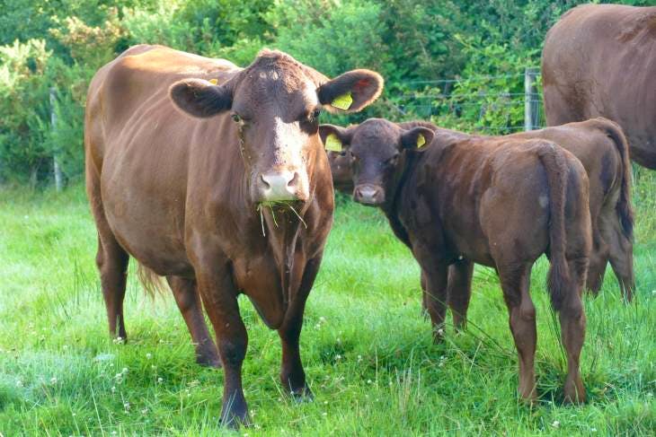 4 Pedigree Red Ruby Devon Breeding Calves, Cows, Heifers with Calves at ...