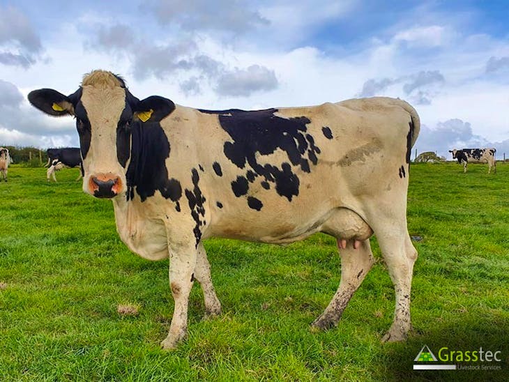 35 Holstein Friesian In-Calf Breeding, Dairy Cows | SellMyLivestock