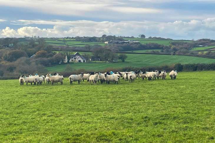 30 Blackface, Suffolk Cross In-Lamb Breeding Ewes | SellMyLivestock ...