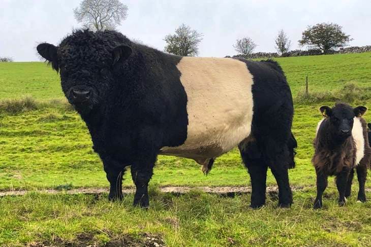 belted galloway soft toy