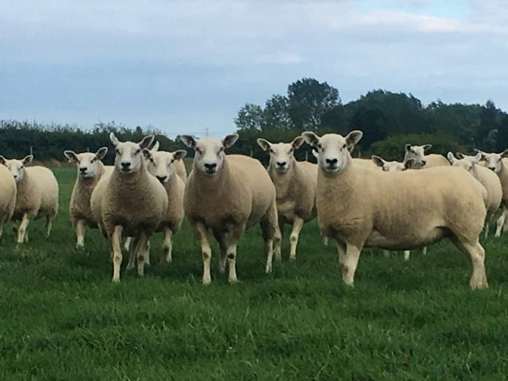 80 Cheviot Mule, Texel Cross Breeding Shearlings | SellMyLivestock