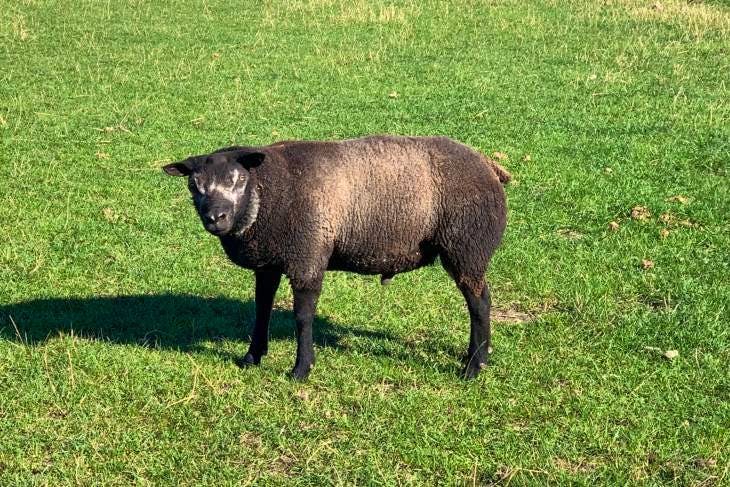 1 Blue Texel Breeding Shearling | SellMyLivestock - The Online ...